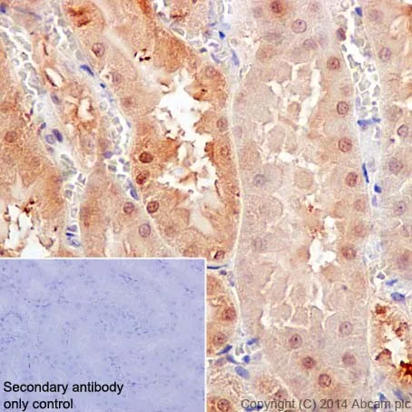 Immunohistochemistry (Formalin/PFA-fixed paraffin-embedded sections) - Anti-Caspase-6/CASP-6 antibody [EPR18046] - BSA and Azide free (AB250846)