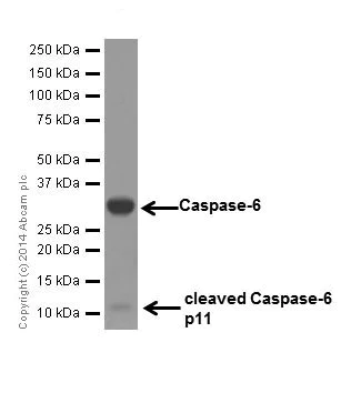Western blot - Anti-Caspase-6/CASP-6 antibody [EPR18046] - BSA and Azide free (AB250846)