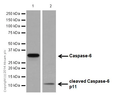 Western blot - Anti-Caspase-6/CASP-6 antibody [EPR18046] - BSA and Azide free (AB250846)
