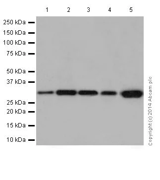 Western blot - Anti-Caspase-6/CASP-6 antibody [EPR18046] - BSA and Azide free (AB250846)