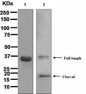 Western blot - Anti-Caspase-6/CASP-6 antibody [EPR4405] - BSA and Azide free (AB247635)