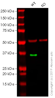Western blot - Anti-Caspase-6/CASP-6 antibody [EPR4405] - BSA and Azide free (AB247635)