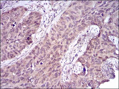 Immunohistochemistry (Formalin/PFA-fixed paraffin-embedded sections) - Anti-Caspase-7 antibody [4D10B2] (AB201959)