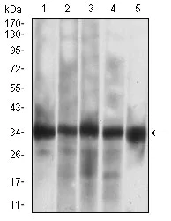 Western blot - Anti-Caspase-7 antibody [4D10B2] (AB201959)