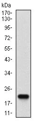 Western blot - Anti-Caspase-7 antibody [4D10B2] (AB201959)