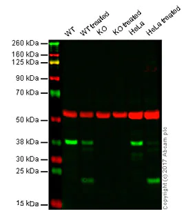 Western blot - Anti-Caspase-7 antibody [4D10B2] (AB201959)