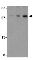Western blot - Anti-Caspase-7 antibody (AB25900)
