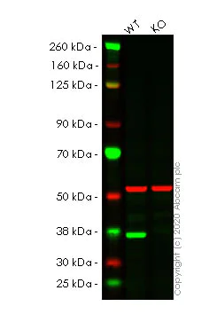 Western blot - Anti-Caspase-7 antibody [E22] (AB32522)