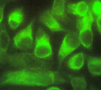 Immunocytochemistry/ Immunofluorescence - Anti-Caspase-7 antibody [E22] - BSA and Azide free (AB284673)