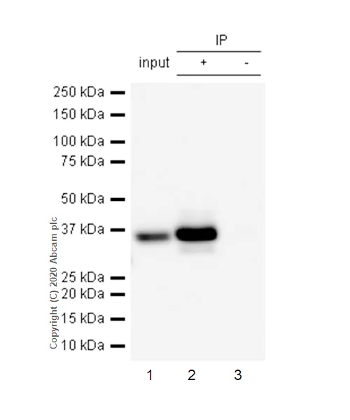 Immunoprecipitation - Anti-Caspase-7 antibody [E22] - BSA and Azide free (AB284673)