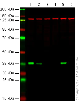 Western blot - Anti-Caspase-7 antibody [E22] - BSA and Azide free (AB284673)