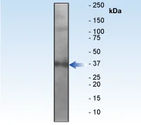 Western blot - Anti-Caspase-7 antibody [E22] - BSA and Azide free (AB284673)