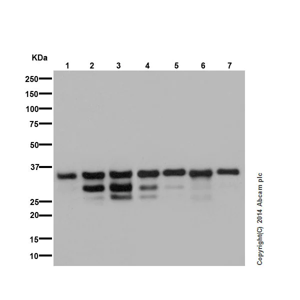 Western blot - Anti-Caspase-7 antibody [EPR17029] (AB181579)