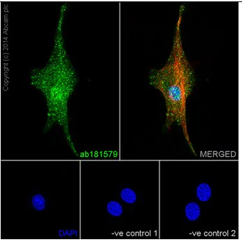 Immunocytochemistry/ Immunofluorescence - Anti-Caspase-7 antibody [EPR17029] - BSA and Azide free (AB250510)