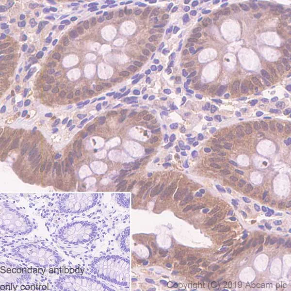 Immunohistochemistry (Formalin/PFA-fixed paraffin-embedded sections) - Anti-Caspase-7 antibody [EPR22839-12] (AB255818)