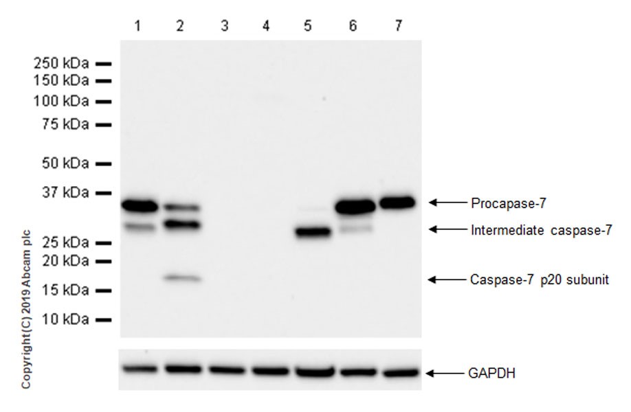 Western blot - Anti-Caspase-7 antibody [EPR22839-12] (AB255818)