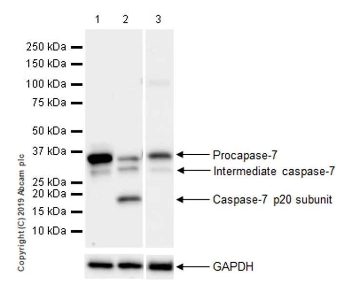 Western blot - Anti-Caspase-7 antibody [EPR22839-12] (AB255818)