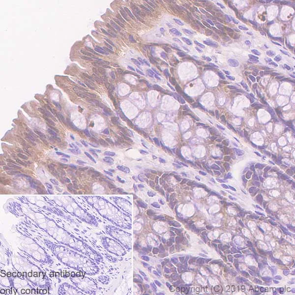 Immunohistochemistry (Formalin/PFA-fixed paraffin-embedded sections) - Anti-Caspase-7 antibody [EPR22839-12] - BSA and Azide free (AB256539)