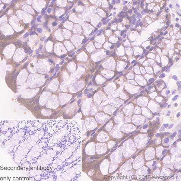 Immunohistochemistry (Formalin/PFA-fixed paraffin-embedded sections) - Anti-Caspase-7 antibody [EPR22839-12] - BSA and Azide free (AB256539)