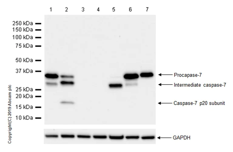 Western blot - Anti-Caspase-7 antibody [EPR22839-12] - BSA and Azide free (AB256539)
