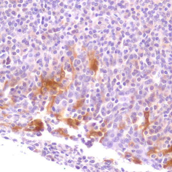 Immunohistochemistry (Formalin/PFA-fixed paraffin-embedded sections) - Anti-Caspase-7 antibody [SP284] - C-terminal (AB226763)