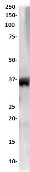 Western blot - Anti-Caspase-7 antibody [SP284] - C-terminal (AB226763)