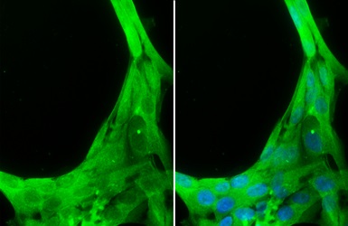 Anti-Caspase-8 antibody