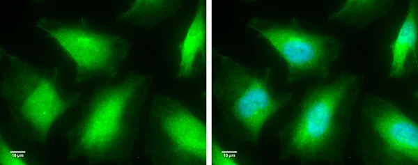 Immunocytochemistry/ Immunofluorescence - Anti-Caspase-8 antibody (AB227430)