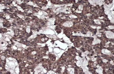 Immunohistochemistry (Formalin/PFA-fixed paraffin-embedded sections) - Anti-Caspase-8 antibody (AB227430)