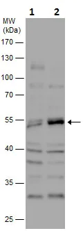 Western blot - Anti-Caspase-8 antibody (AB227430)