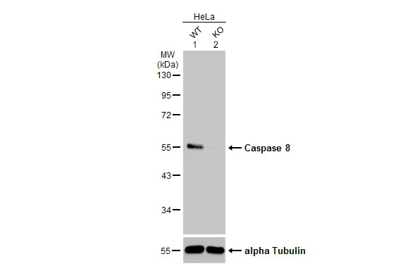 Western blot - Anti-Caspase-8 antibody (AB227430)