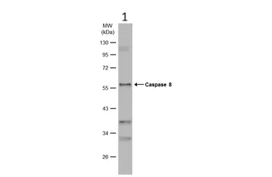 Western blot - Anti-Caspase-8 antibody (AB227430)