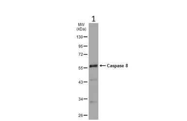 Western blot - Anti-Caspase-8 antibody (AB227430)