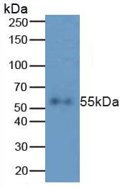 Western blot - Anti-Caspase-8 antibody (AB231948)
