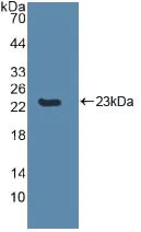 Western blot - Anti-Caspase-8 antibody (AB231948)