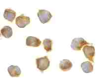 Immunocytochemistry/ Immunofluorescence - Anti-Caspase-8 antibody (AB25901)