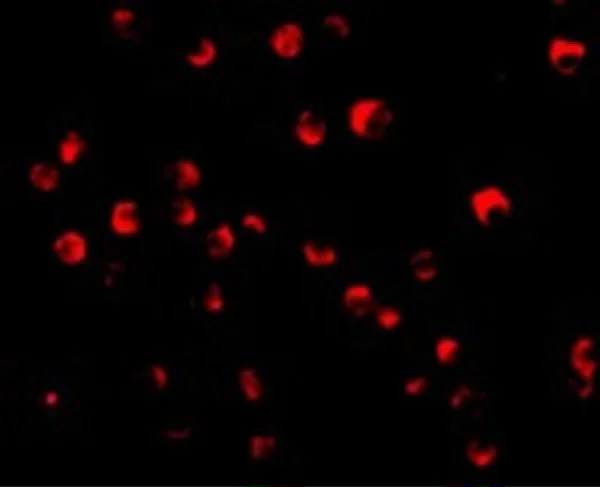 Immunocytochemistry/ Immunofluorescence - Anti-Caspase-8 antibody (AB25901)