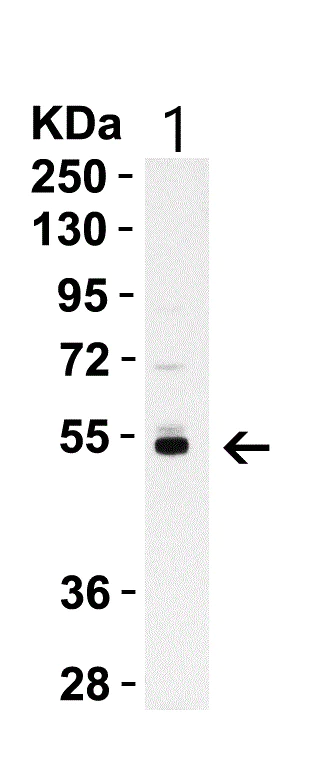 Western blot - Anti-Caspase-8 antibody (AB25901)