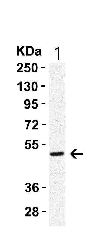 Western blot - Anti-Caspase-8 antibody (ab25901), expandable thumbnail