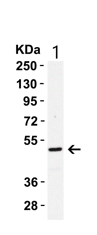 Western blot - Anti-Caspase-8 antibody (AB25901)