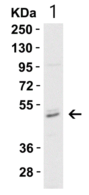 Western blot - Anti-Caspase-8 antibody (AB25901)