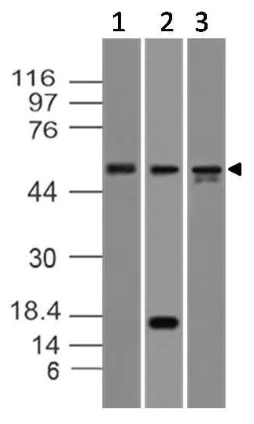 Western blot - Anti-Caspase-8 antibody [ABM14C1] (AB220171)
