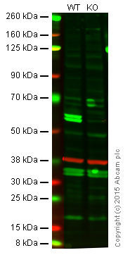 Western blot - Anti-Caspase-8 antibody [E6] (AB32125), expandable thumbnail