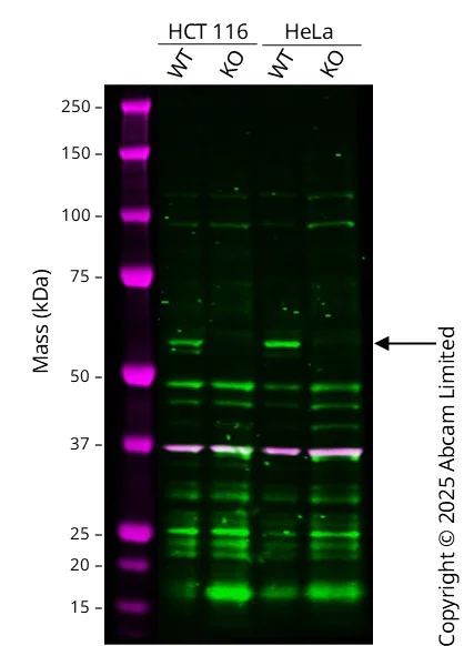 Western blot - Anti-Caspase-8 antibody [E6] (AB32125)