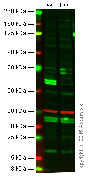 Western blot - Anti-Caspase-8 antibody [E6] - BSA and Azide free (AB247233)