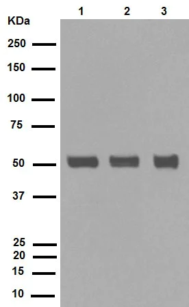 Western blot - Anti-Caspase-8 antibody [E7] (AB32397)