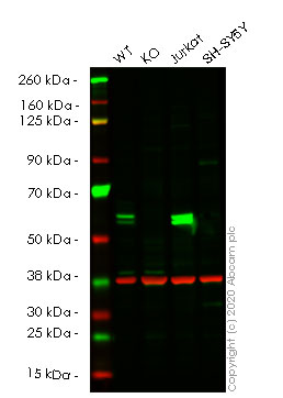 Western blot - Anti-Caspase-8 antibody [E7] (AB32397), expandable thumbnail