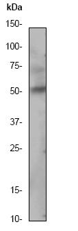 Western blot - Anti-Caspase-8 antibody [E7] (AB32397), expandable thumbnail