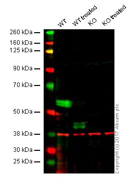 Western blot - Anti-Caspase-8 antibody [E7] (AB32397)