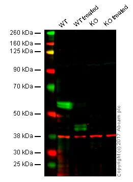 Western blot - Anti-Caspase-8 antibody [E7] - BSA and Azide free (AB232046)